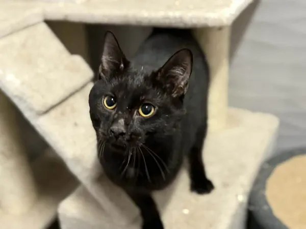 Znaleziono kota, Chojnice, 5 października 2025 (3/3)