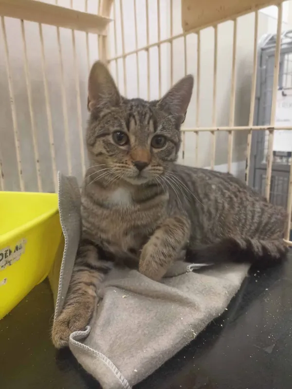 Znaleziono kota, Chojnice, 8 lipca 2025 (1/2)