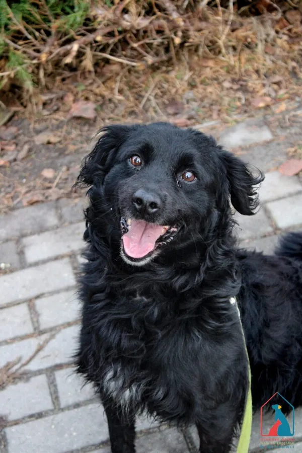 Pies do adopcji, Grudziądz, 15 października 2024