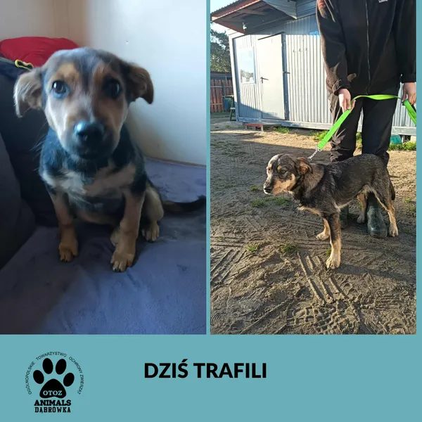 Znaleziono psa, Dąbrówka, 3 października 2025 (1/2)