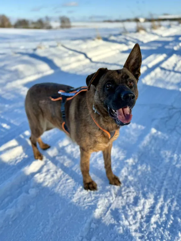 Znaleziono psa, Chojnice, 3 października 2025 (2/5)