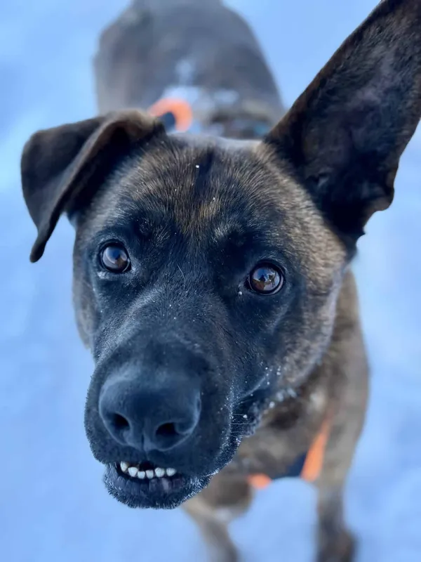 Znaleziono psa, Chojnice, 3 października 2025 (3/5)