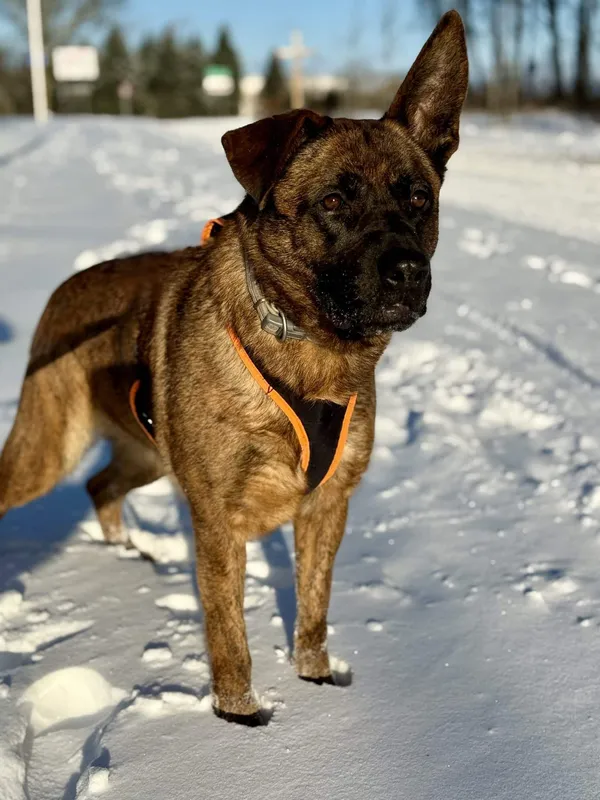 Znaleziono psa, Chojnice, 3 października 2025 (4/5)