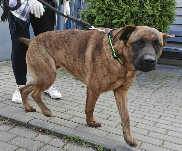 Znaleziono psa, Chojnice, 3 października 2025 (1/5)