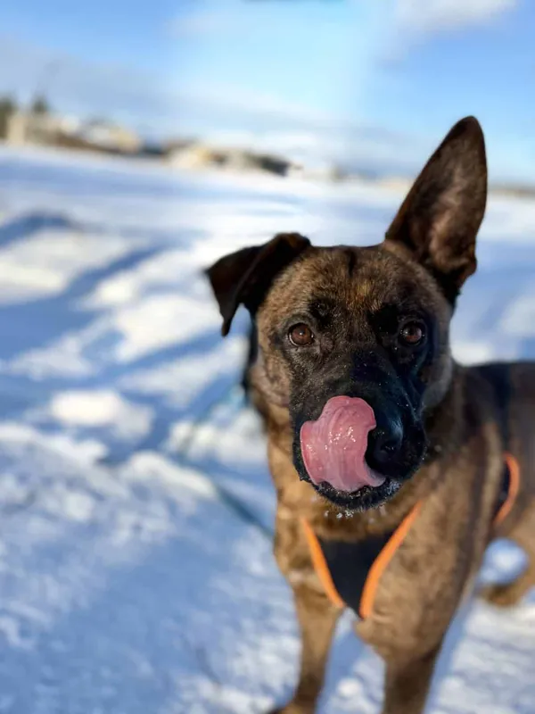 Znaleziono psa, Chojnice, 3 października 2025 (5/5)