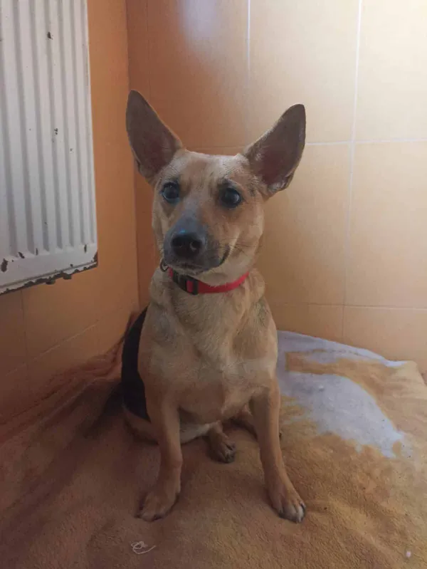 Znaleziono psa, Chojnice, 2 października 2025 (3/3)