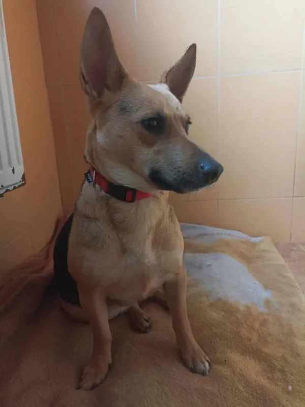 Znaleziono psa, Chojnice, 2 października 2025 (1/5)