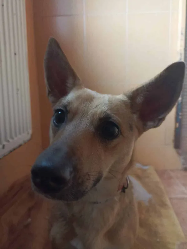 Znaleziono psa, Chojnice, 2 października 2025 (2/5)