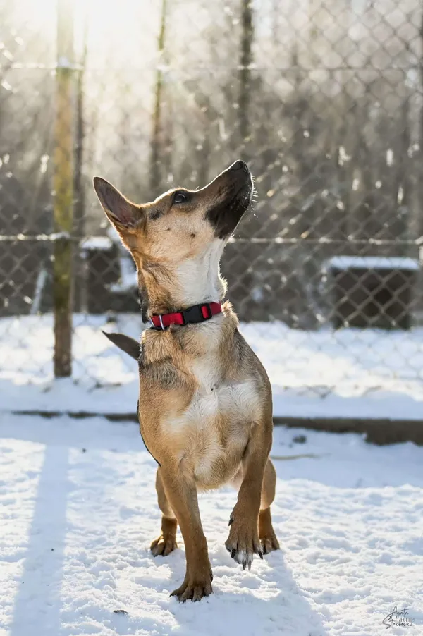Znaleziono psa, Chojnice, 2 października 2025 (3/5)
