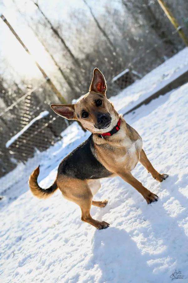 Znaleziono psa, Chojnice, 2 października 2025 (4/5)