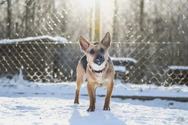 Znaleziono psa, Chojnice, 2 października 2025 (5/5)