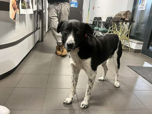 Znaleziono psa, Bydgoszcz, 27 września 2025