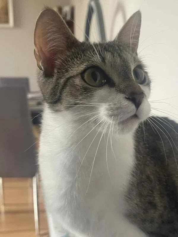 Zaginął kot, Chwaszczyno, 6 października 2025 (2/2)