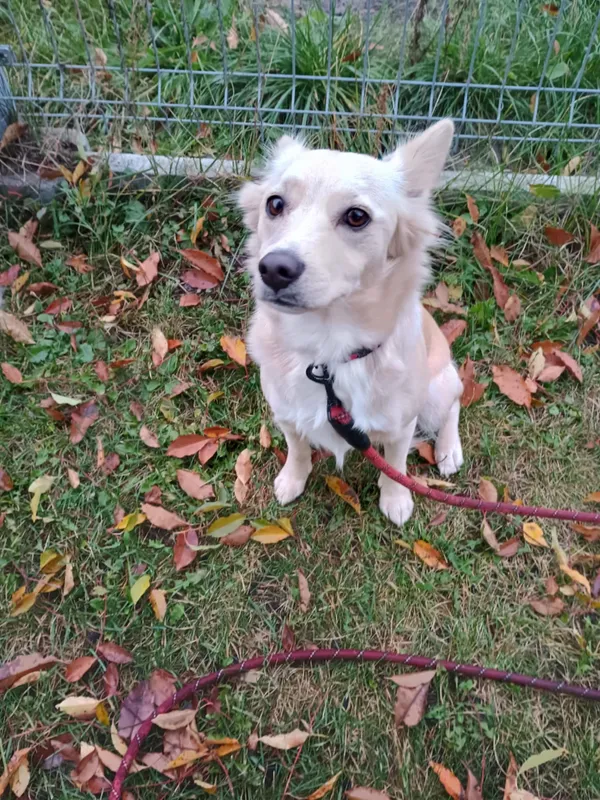 Pies do adopcji, Włocławek, 4 października 2025 (1/5)