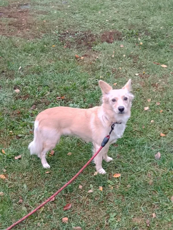 Pies do adopcji, Włocławek, 4 października 2025 (3/5)