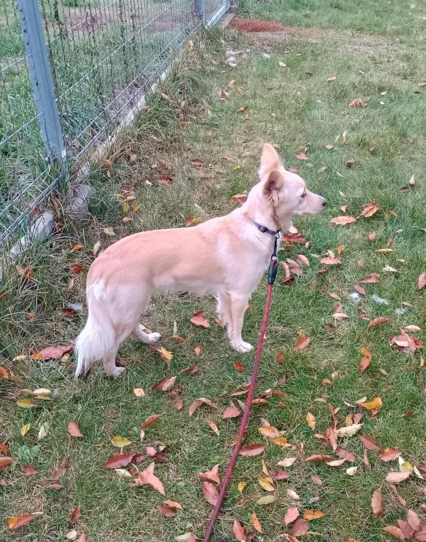 Pies do adopcji, Włocławek, 4 października 2025 (4/5)