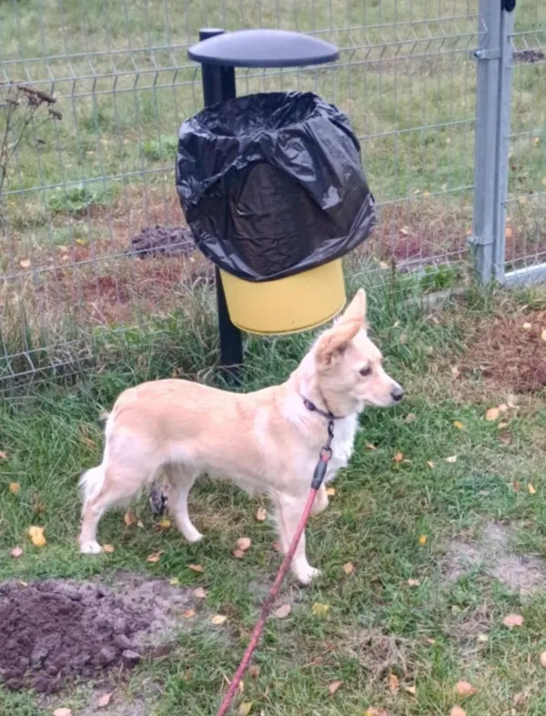 Pies do adopcji, Włocławek, 4 października 2025 (5/5)