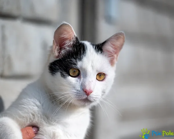 Kot do adopcji, Racławice, 6 października 2025 (3/5)