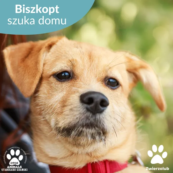 Pies do adopcji, Starogard Gdański, 6 października 2025 (1/4)