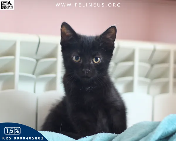 Oddam zwierzę, Chmielnik, 6 października 2025 (2/5)