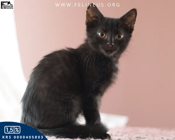 Oddam zwierzę, Chmielnik, 6 października 2025 (3/5)