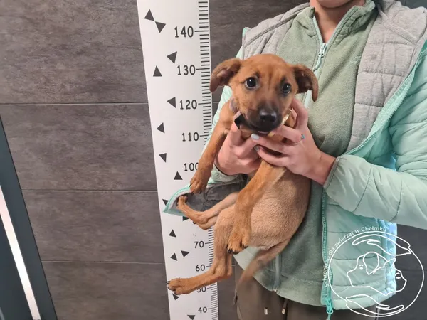 Znaleziono psa, Chełmek, 4 października 2025