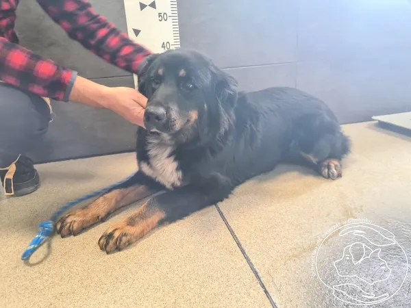 Znaleziono psa, Chełmek, 5 października 2025