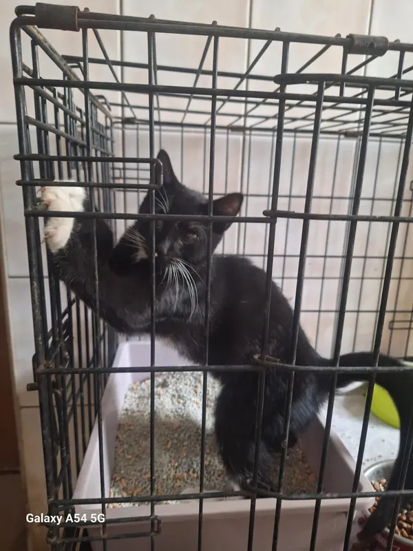 Kot do adopcji, Orzechowce, 3 października 2025 (1/3)