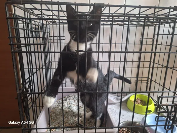 Kot do adopcji, Orzechowce, 3 października 2025 (2/3)