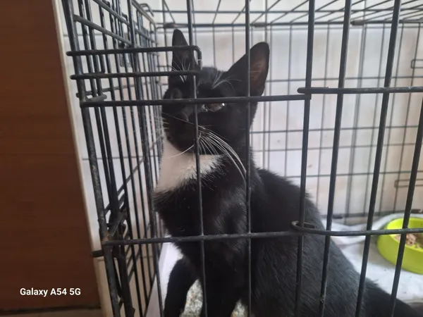 Kot do adopcji, Orzechowce, 3 października 2025 (3/3)