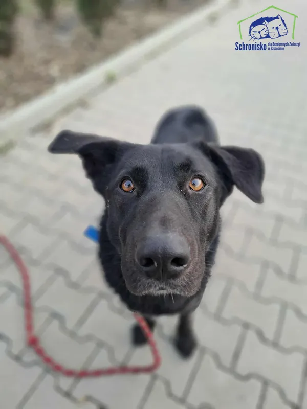 Znaleziono psa, Szczecin, 4 października 2025 (1/3)