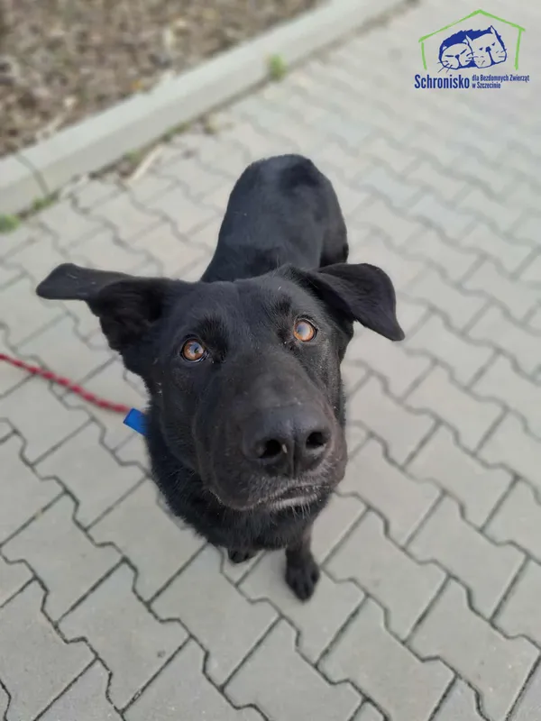 Znaleziono psa, Szczecin, 4 października 2025 (2/3)