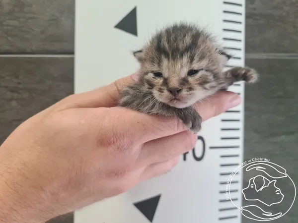 Kot do adopcji, Chełmek, 3 września 2025