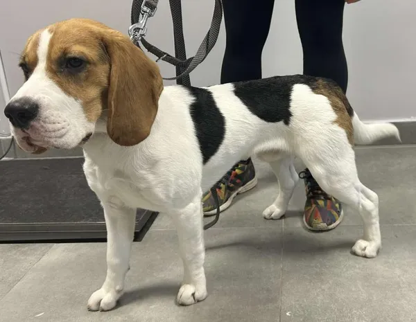 Znaleziono psa, Toruń, 5 października 2025