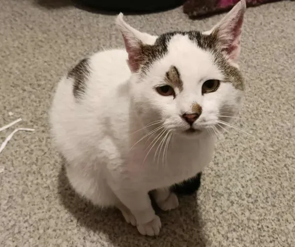 Znaleziono kota, Toruń, 4 października 2025