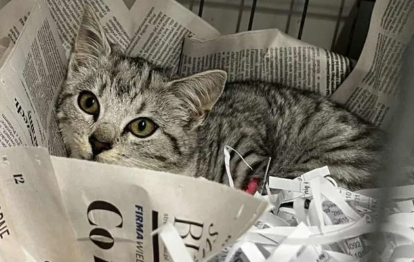 Znaleziono kota, Toruń, 3 października 2025