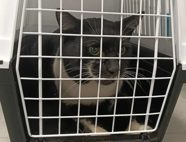 Znaleziono kota, Toruń, 2 października 2025