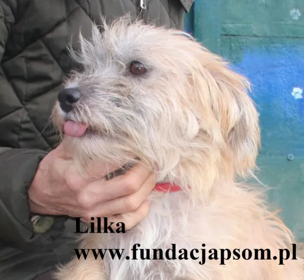 Pies do adopcji, Nowy Dwór Mazowiecki, 6 października 2025 (2/5)