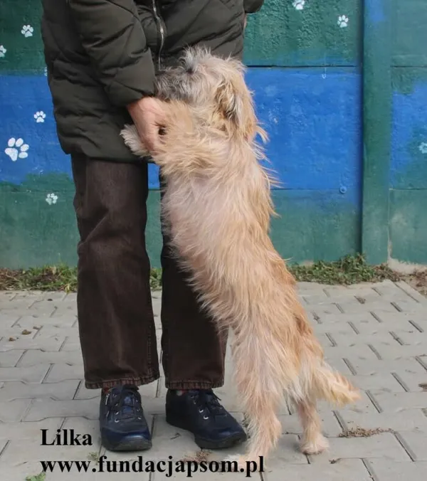 Pies do adopcji, Nowy Dwór Mazowiecki, 6 października 2025 (4/5)