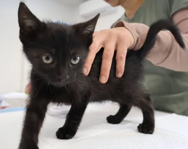 Znaleziono kota, Łódź, 6 października 2025 (1/2)