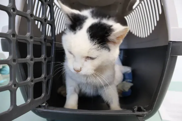 Znaleziono kota, Łódź, 6 października 2025 (1/2)