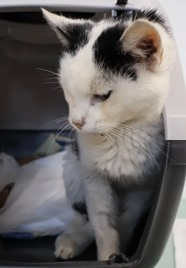 Znaleziono kota, Łódź, 6 października 2025 (2/2)