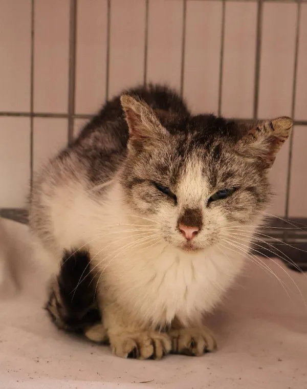 Znaleziono kota, Łódź, 6 października 2025 (3/3)