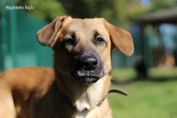Pies do adopcji, Bydgoszcz, 13 października 2025 (5/5)