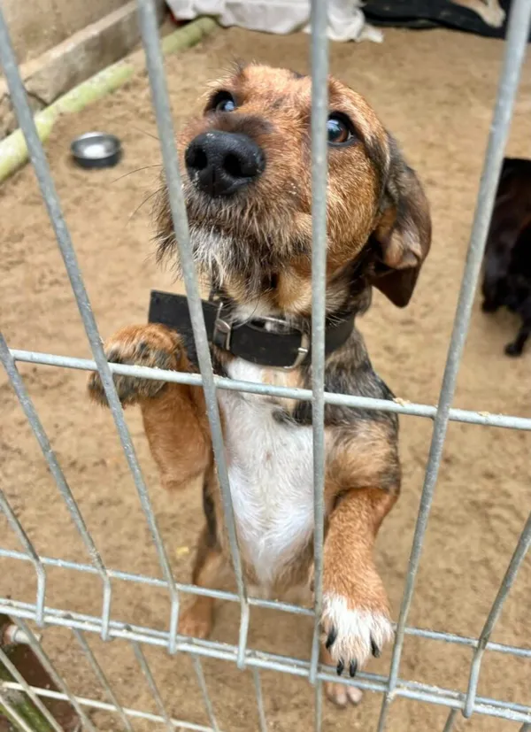 Pies do adopcji, Przyborówko, 6 października 2025 (1/3)