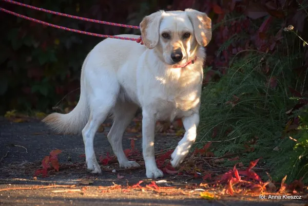 Znaleziono psa, Toruń, 18 września 2025