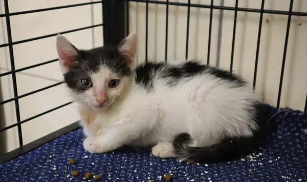 Kot do adopcji, Częstochowa, 7 czerwca 2025 (2/2)