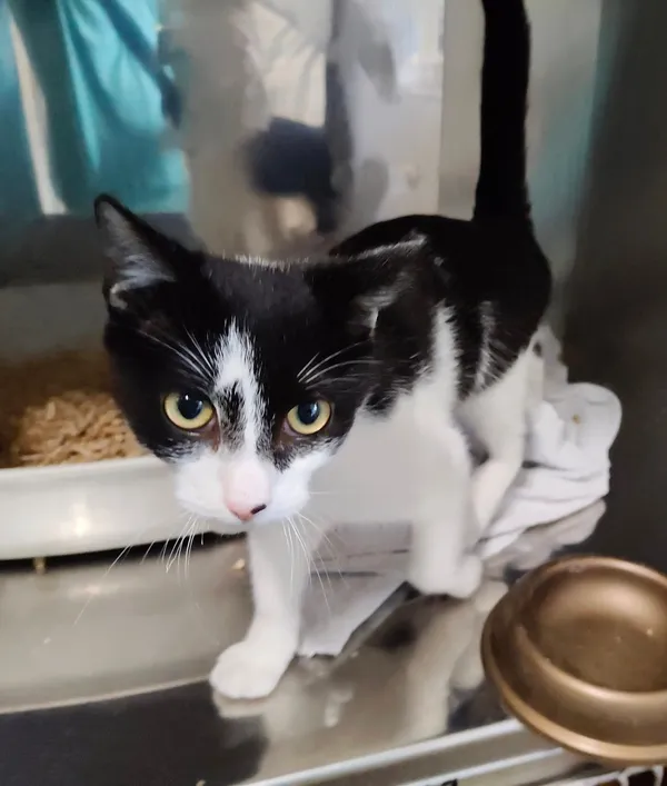 Kot do adopcji, Włocławek, 3 października 2025