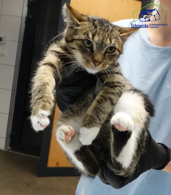Kot do adopcji, Szczecin, 4 października 2025