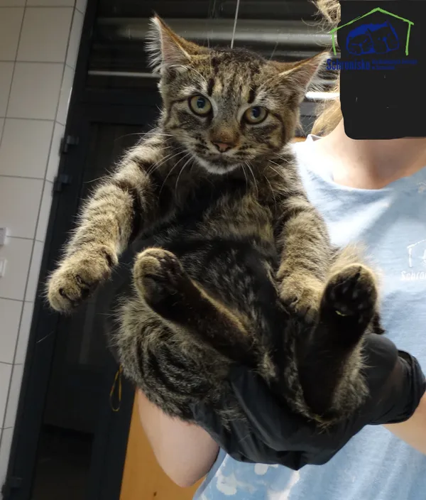 Kot do adopcji, Szczecin, 4 października 2025